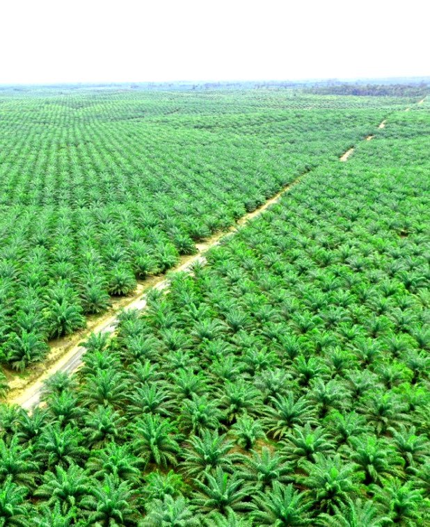 business-plantation